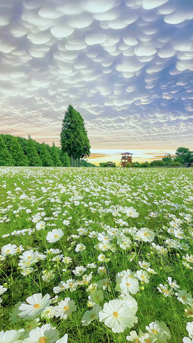 唯美棉花雲雛菊花海