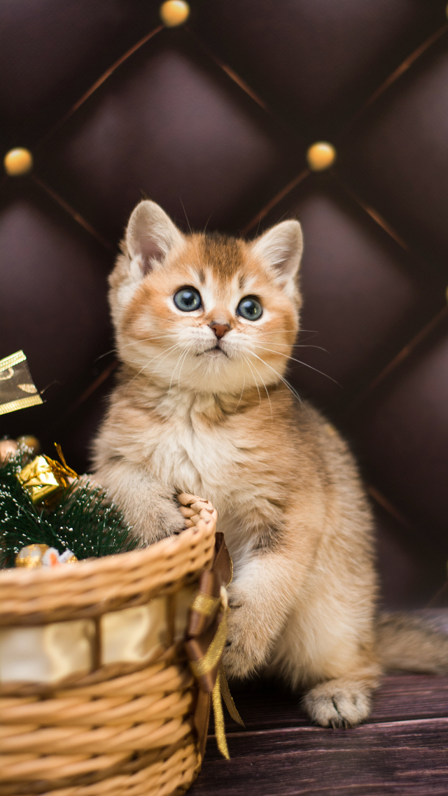 @治愈系猫咪5 萌宠微信壁纸 背景墙