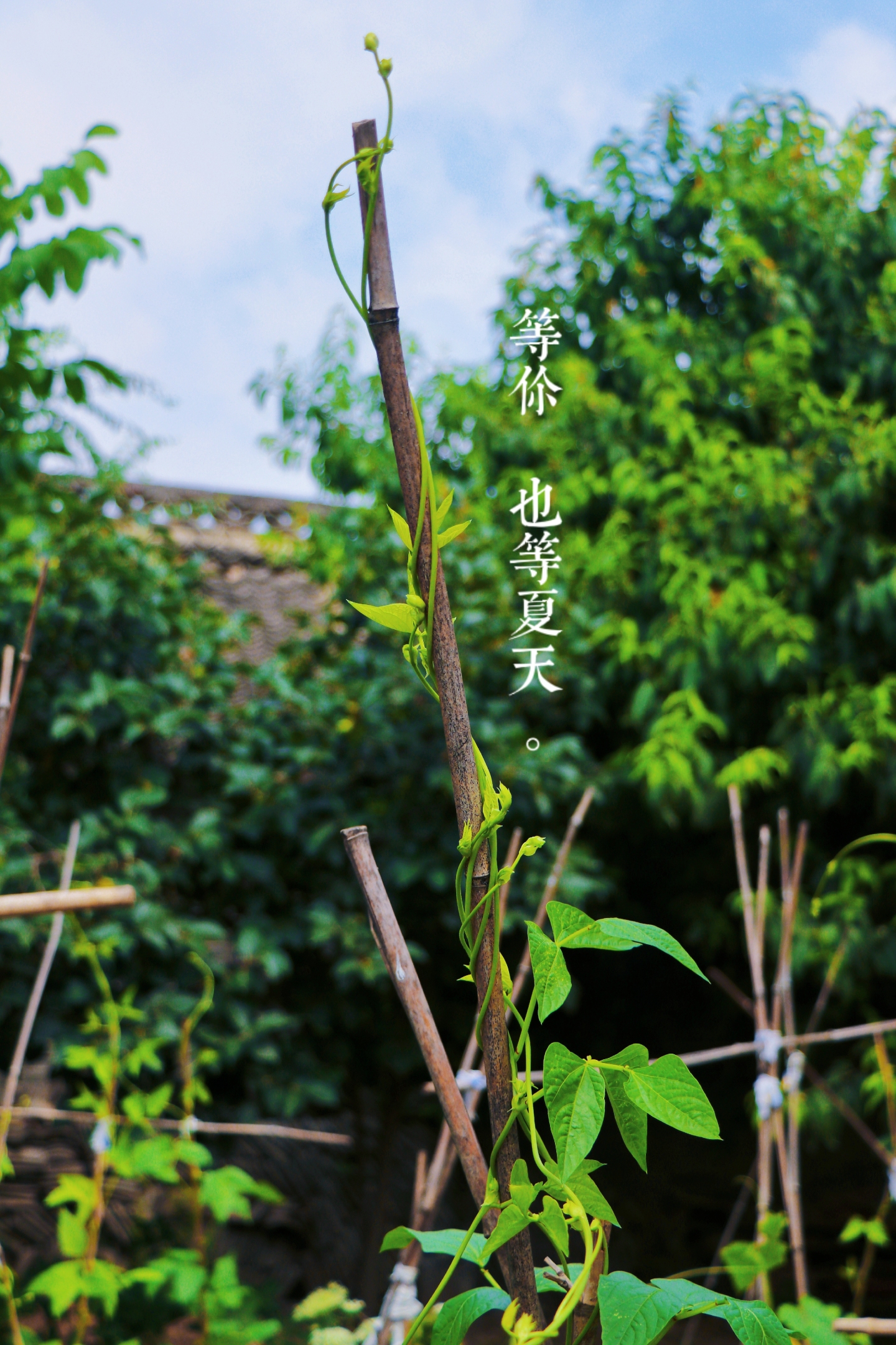 夏天
