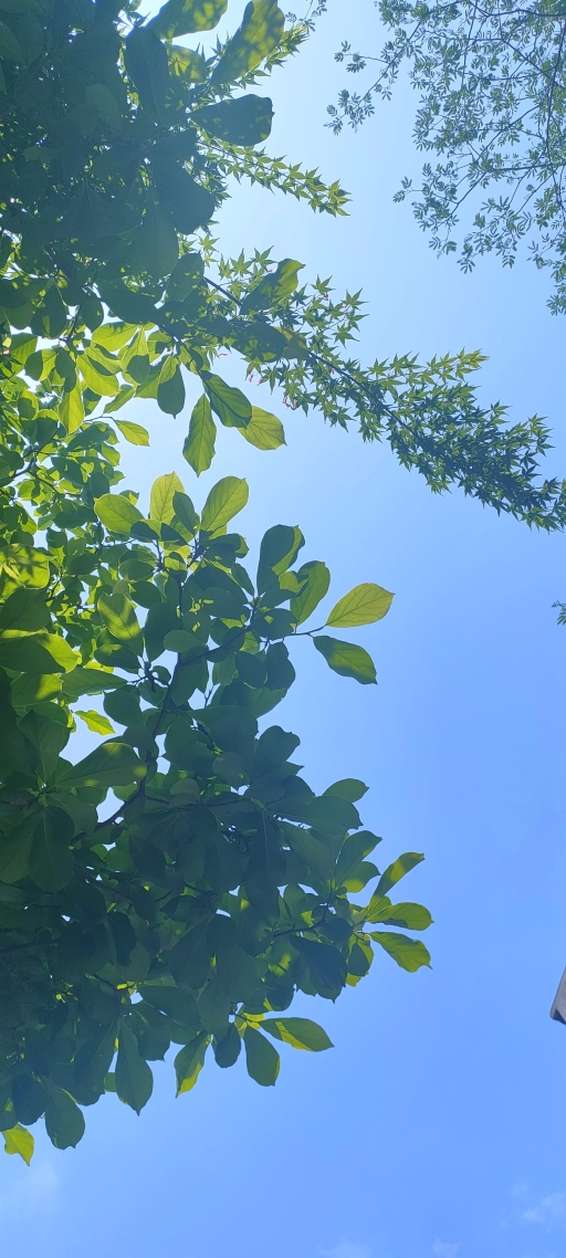微信背景牆壁紙天空與綠葉