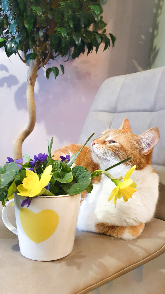 @治愈系猫咪 萌宠微信封面背景图