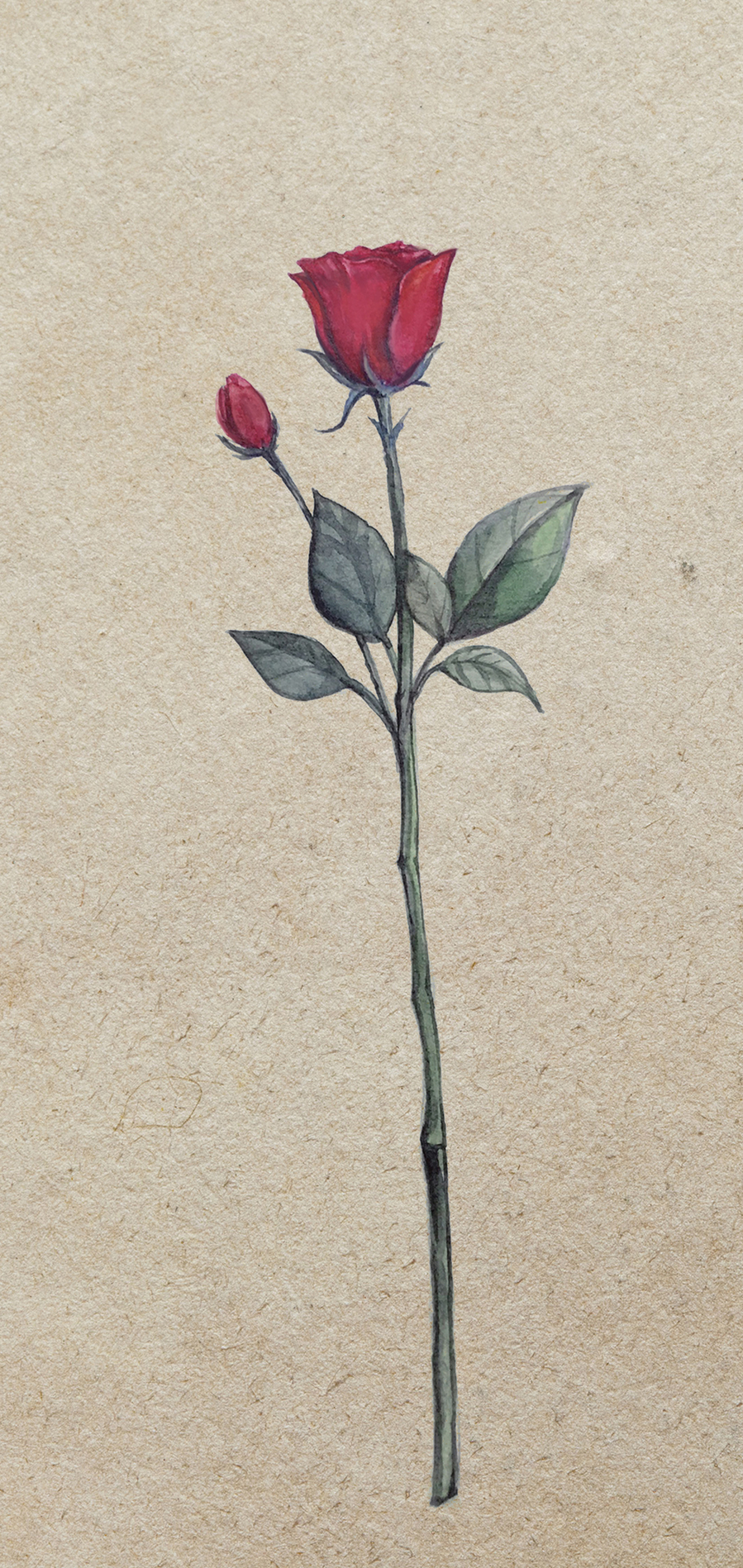 微信壁紙玫瑰花物語