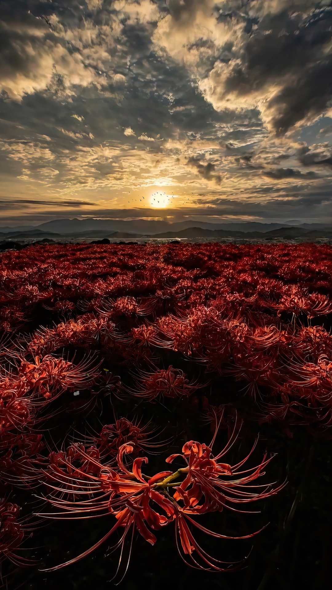 彼岸花海
