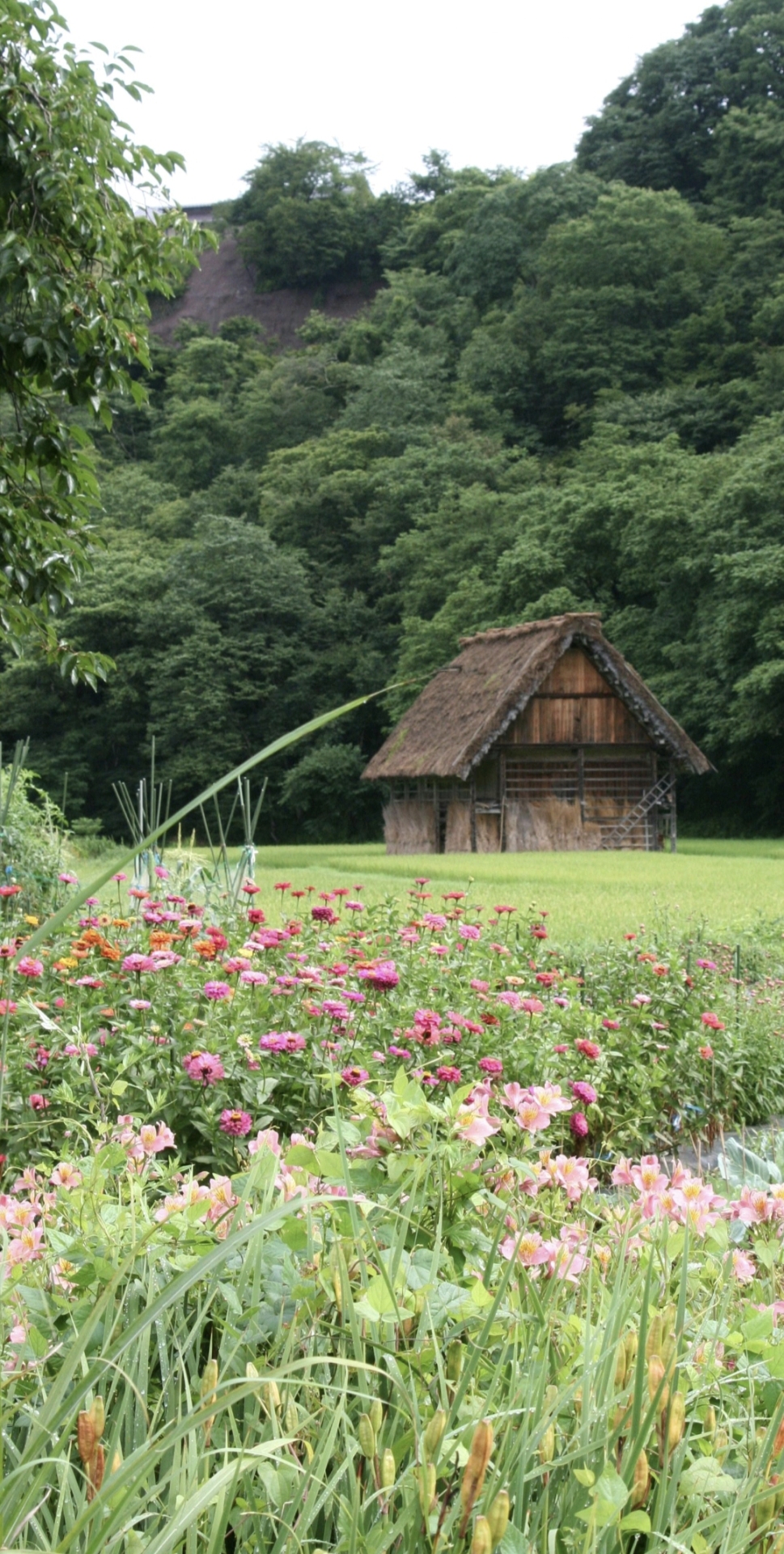 乡村田野