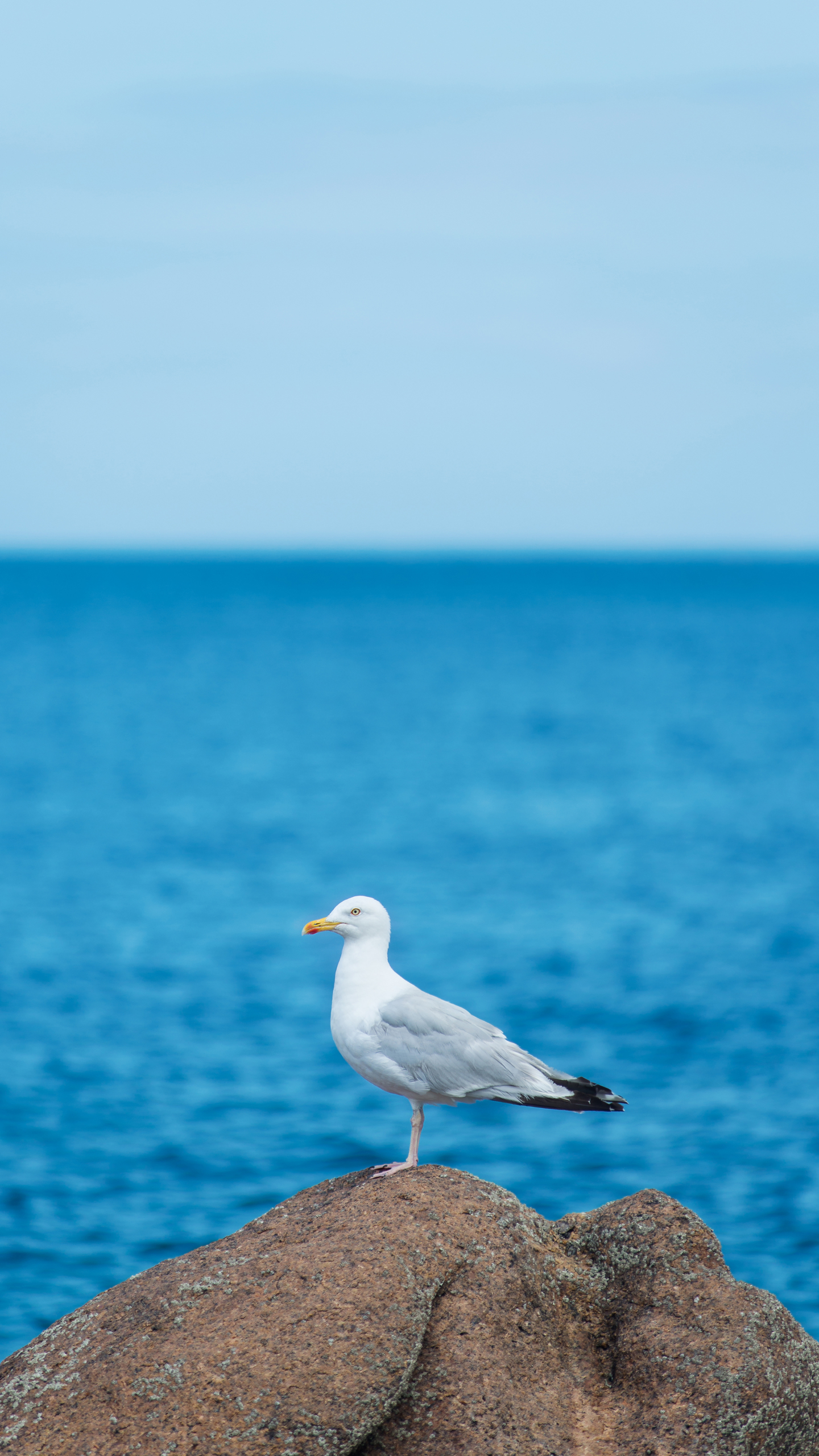 +海上霸主 動物 (6)