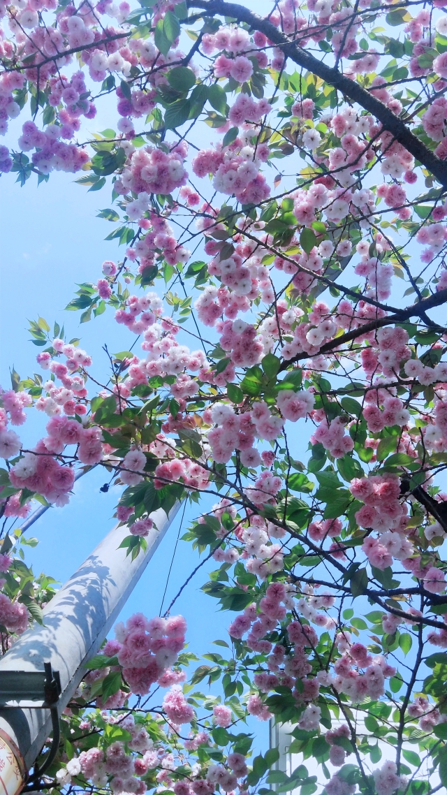 櫻花微信背景頭像