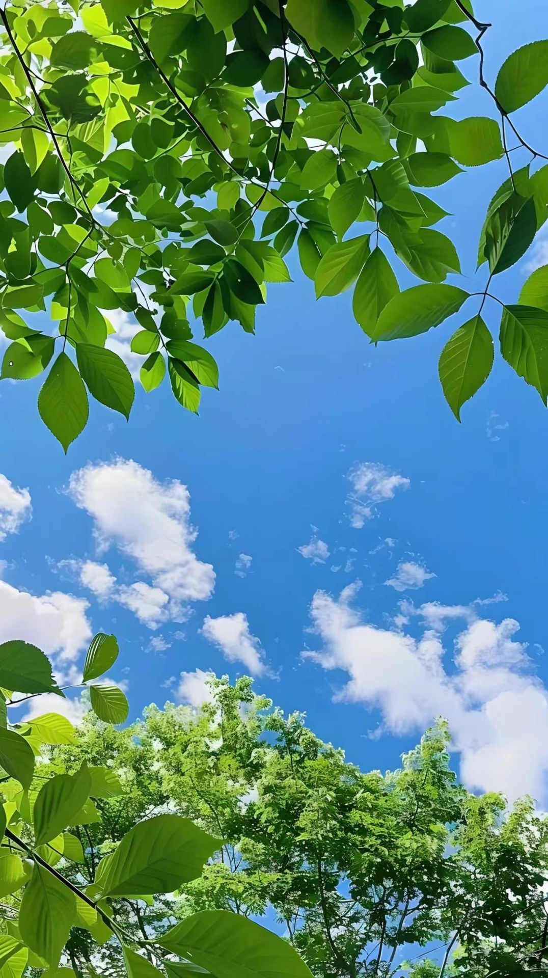 清新護眼夏季