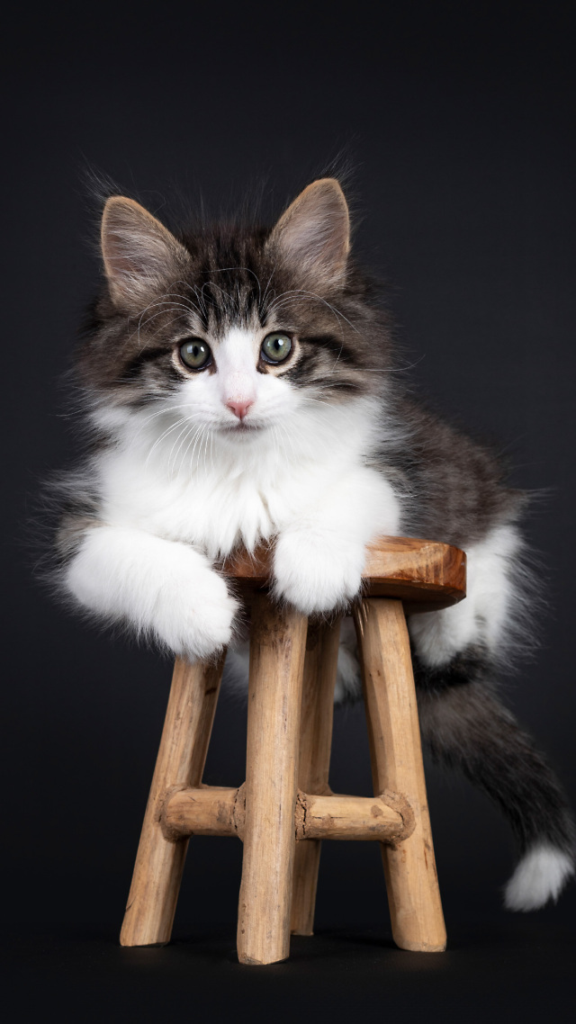 可爱的猫咪3~萌宠背景图片 微信主题