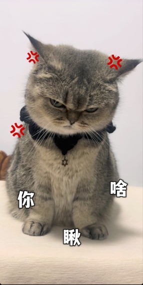 你瞅啥