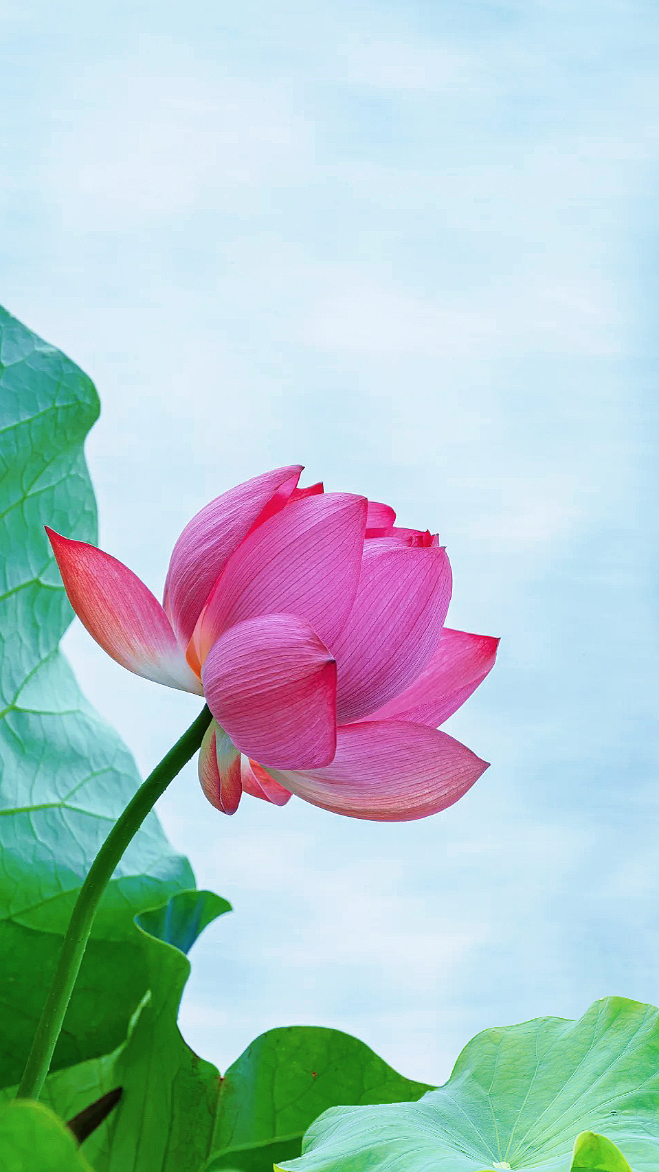荷花静态壁纸