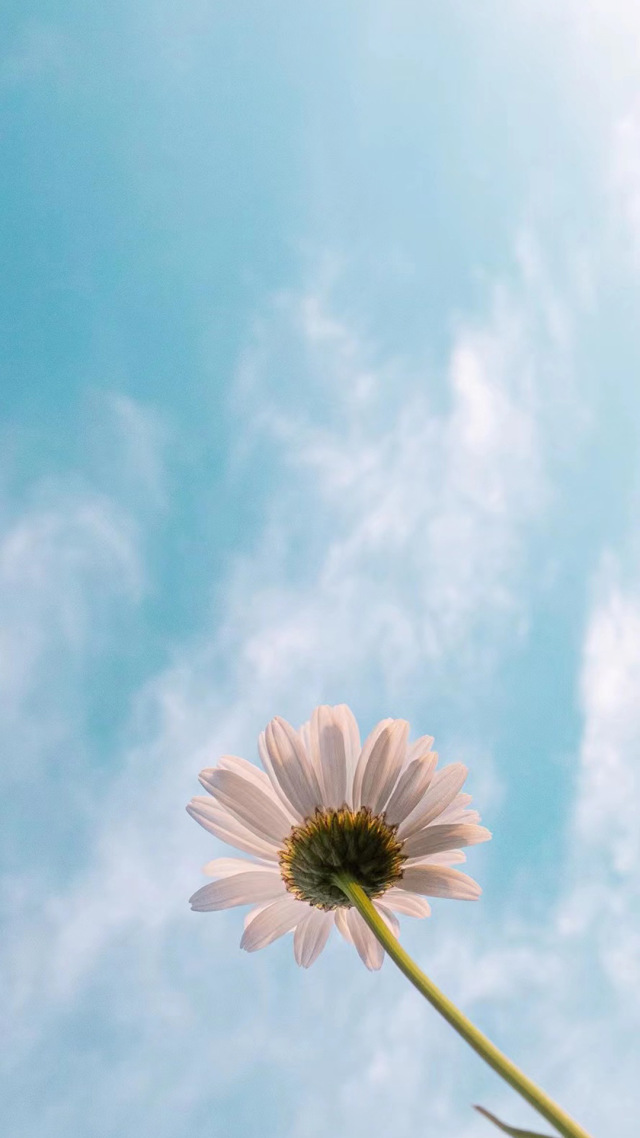一朵雛菊

