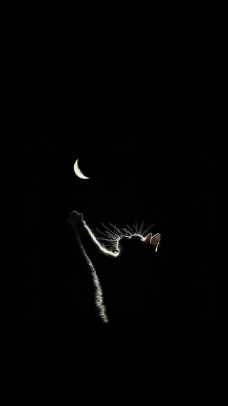 小猫拜月