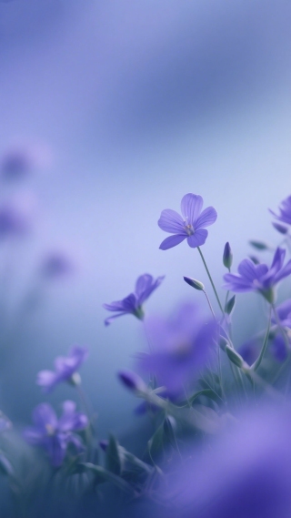 紫花6