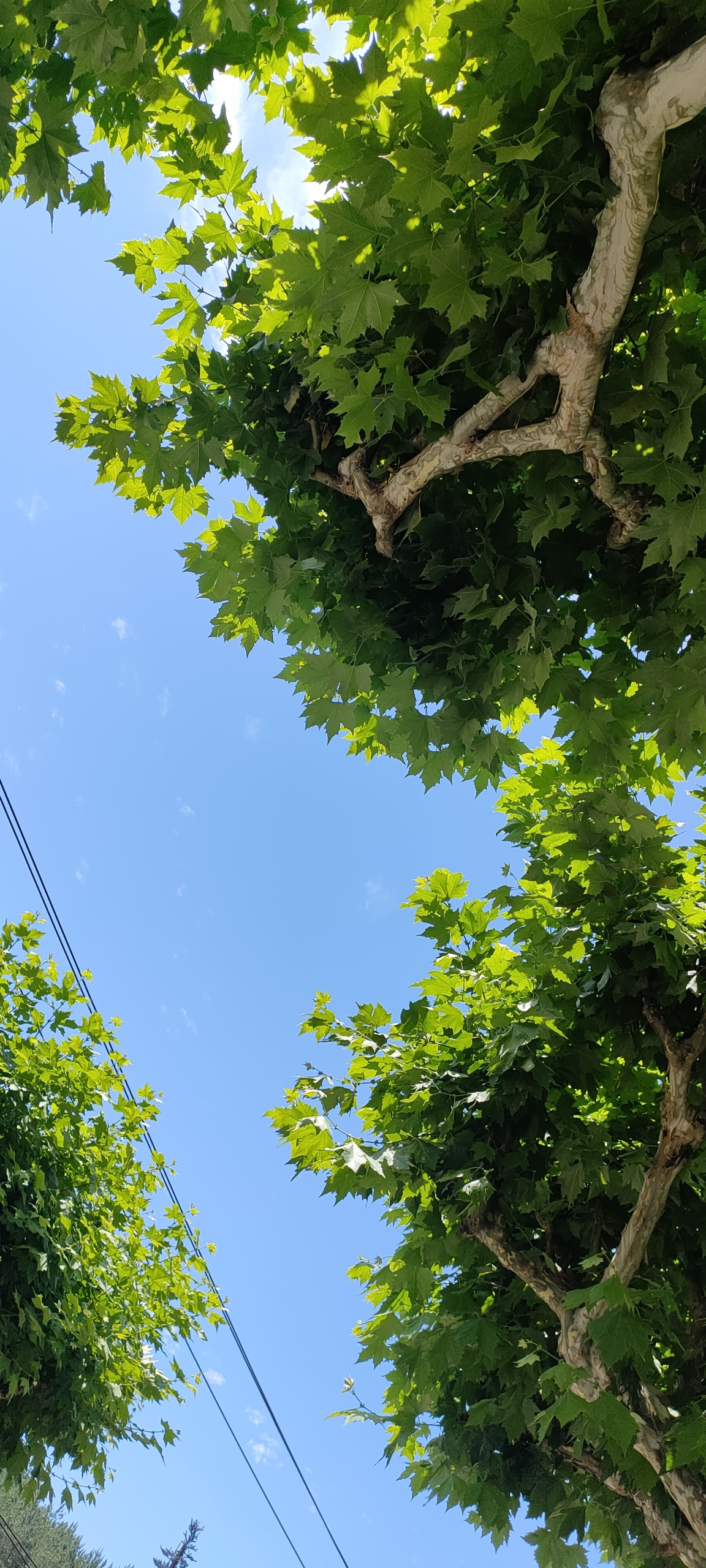 微信背景壁紙是夏天呀