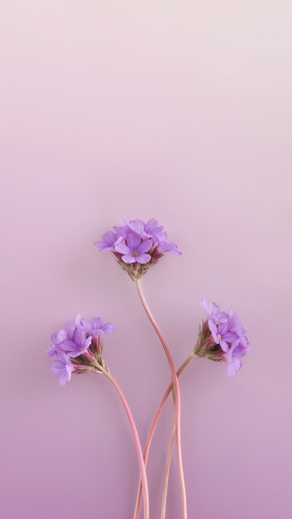 柔美紫色小花