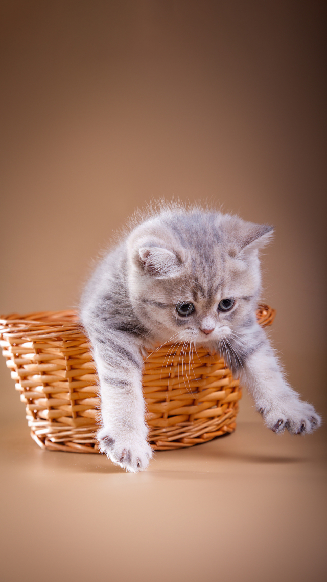 可爱的猫咪1~萌宠