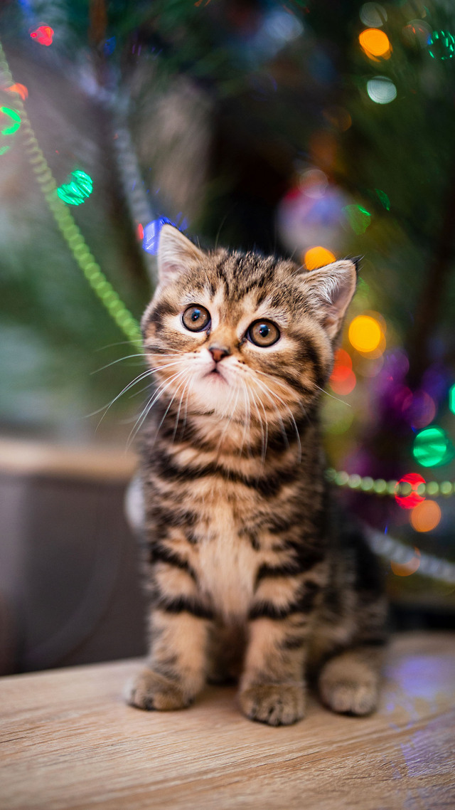 #可爱的猫咪 萌 (1)