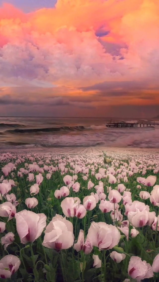 第13集 浪漫花海