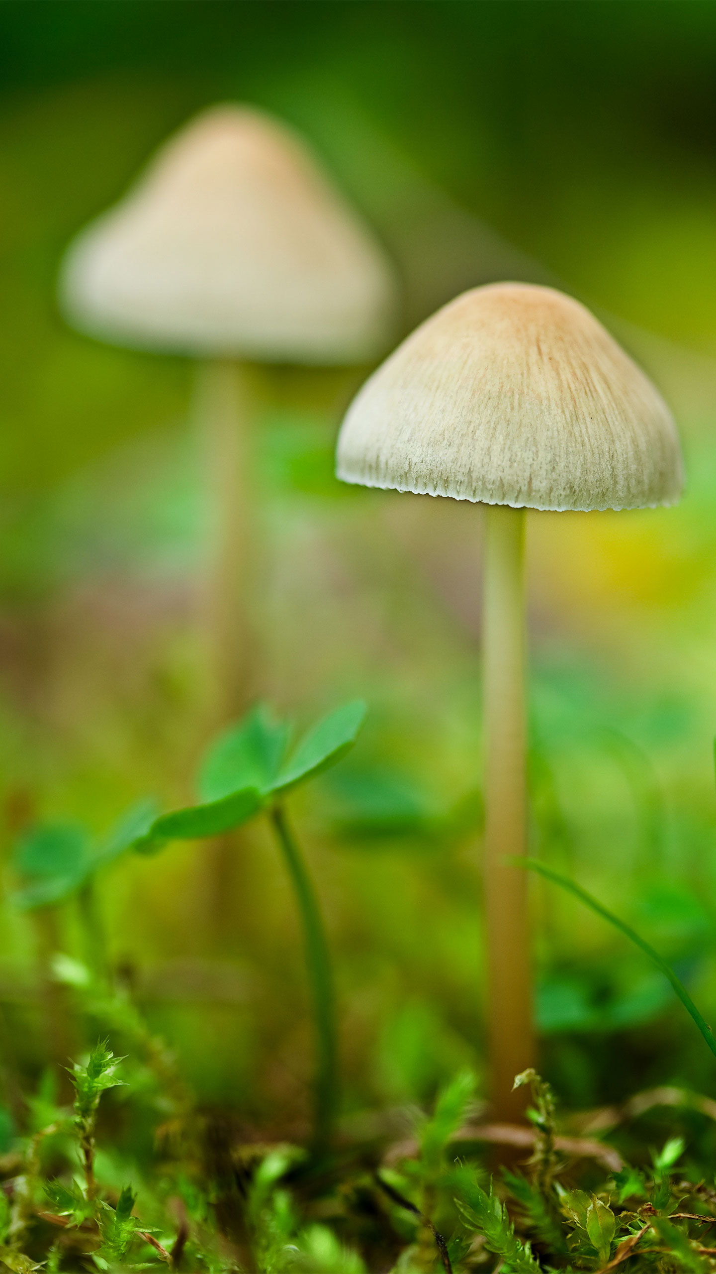 @小蘑菇 微縮 (2)好看的微信聊天背景圖