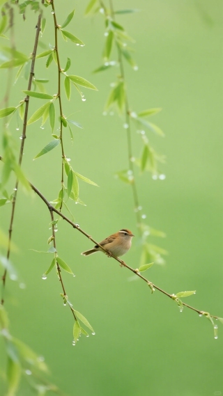 春天
