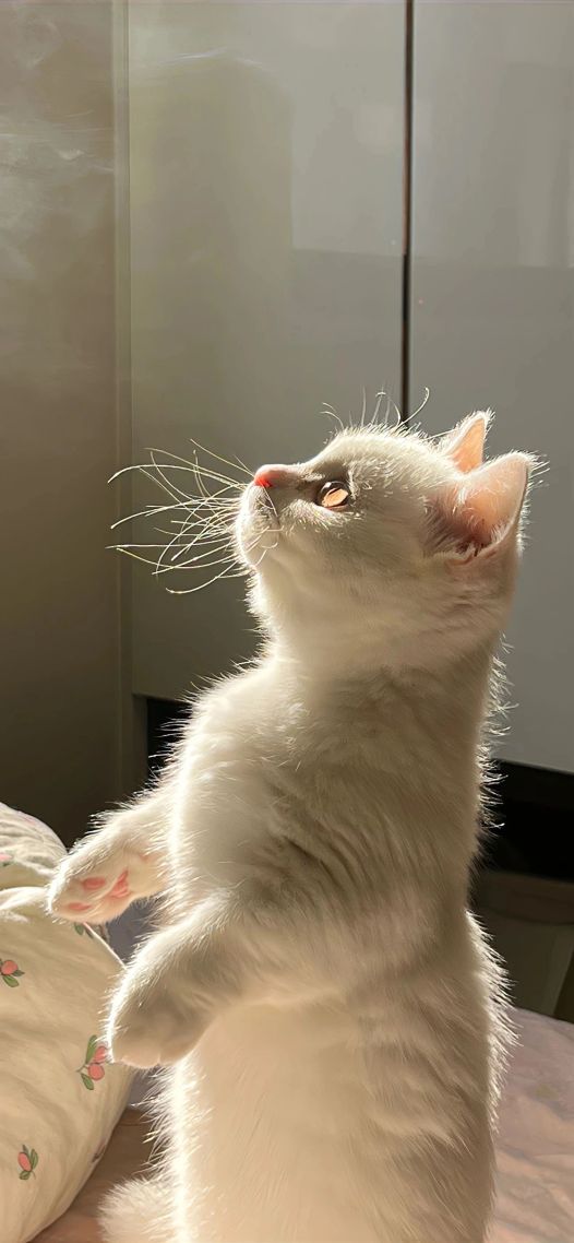 小猫