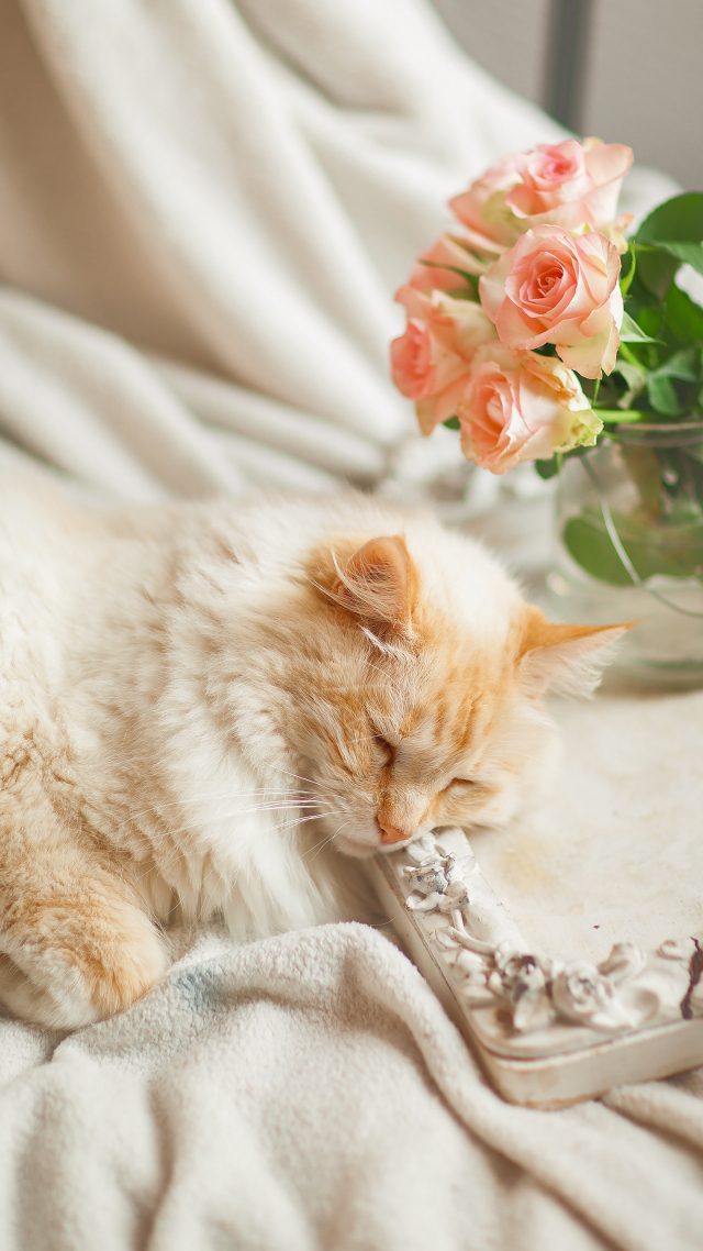 @治愈系猫咪1 萌宠微信壁纸