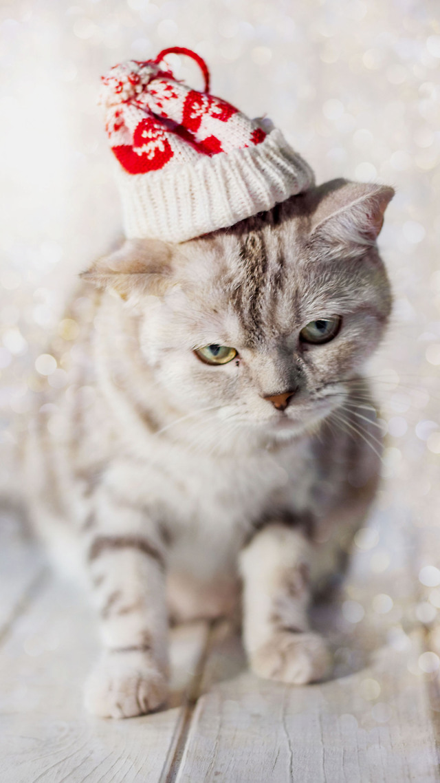#生气的猫咪 萌 (2)