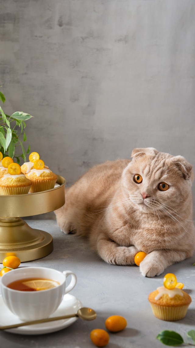 @治愈系猫咪3 萌宠微信聊天背景