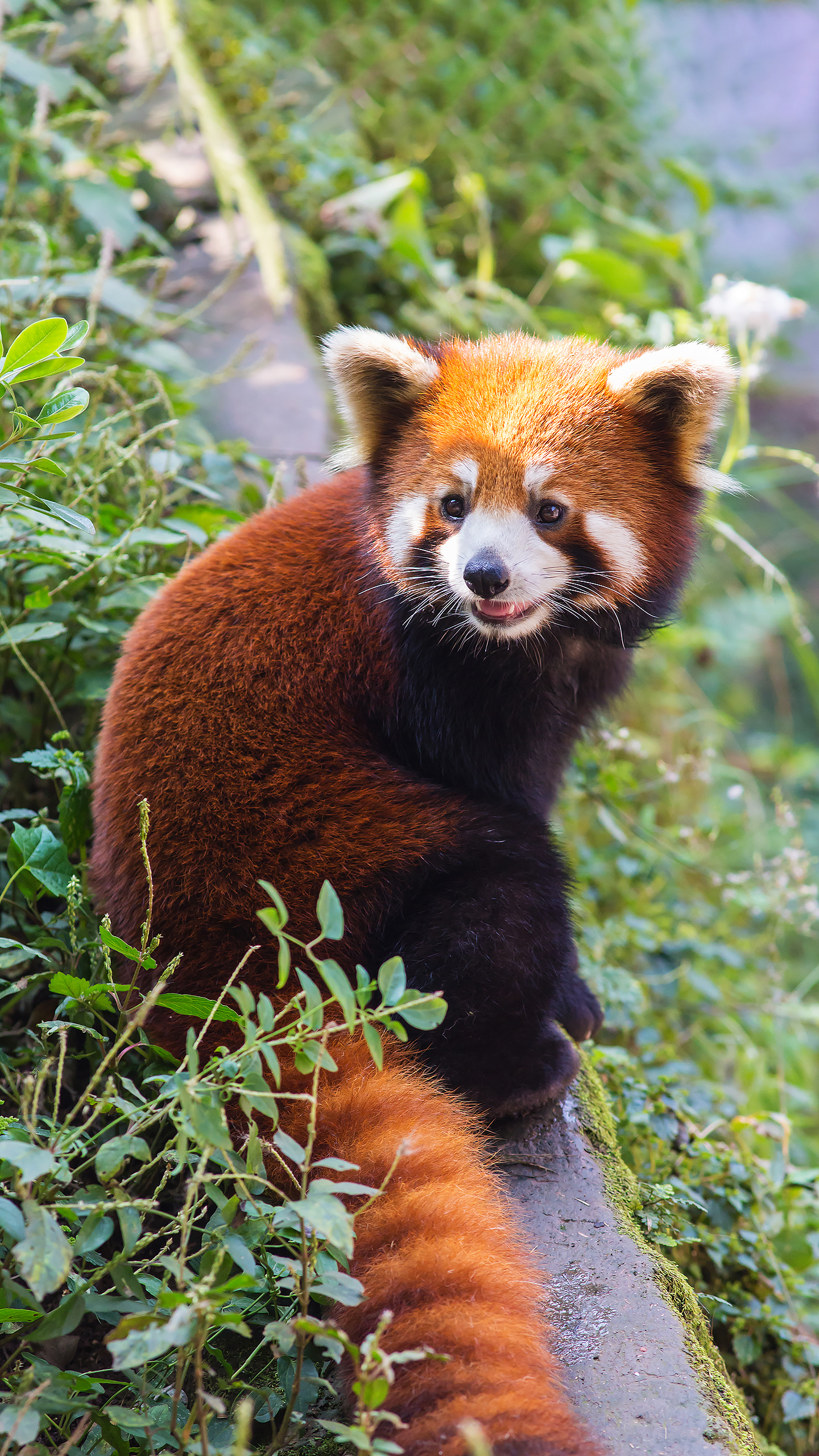@可愛小浣熊 動物 (2)