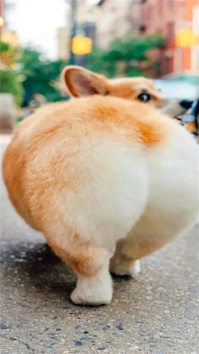 萌犬驾到