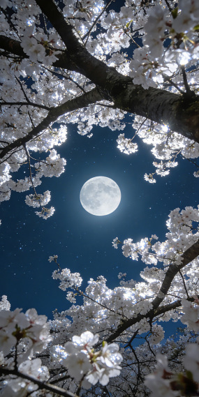 夜樱花

