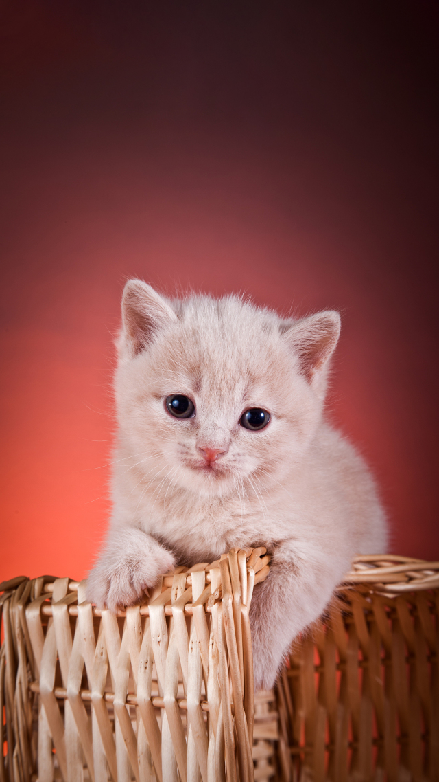 可爱的猫咪2~萌宠手机背景图片