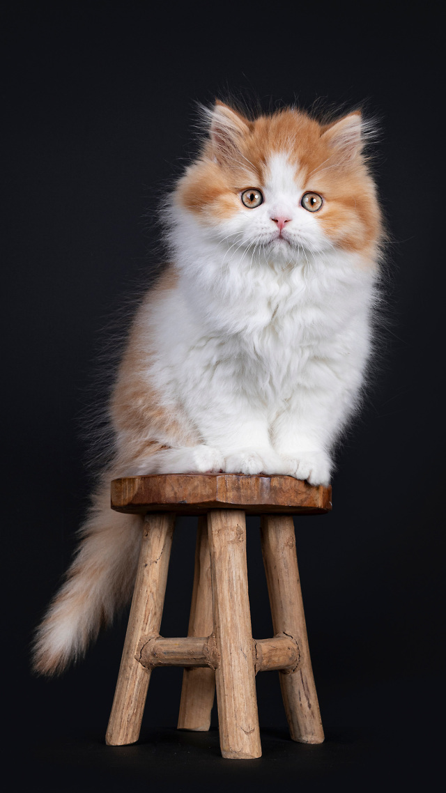 #摆拍的猫咪 可爱 (1)微信聊天背景