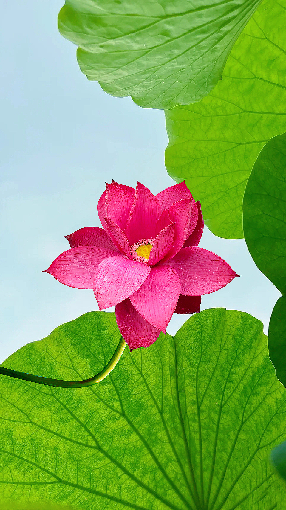 荷花静态壁纸