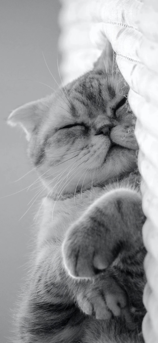 猫猫和你❤️