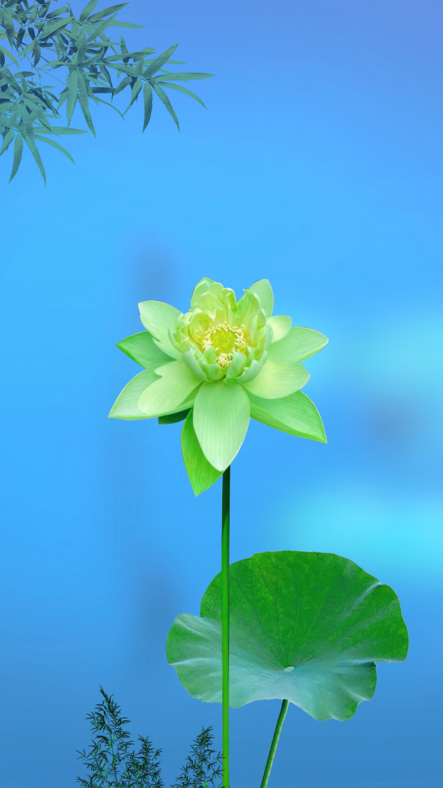 荷花靜態壁紙