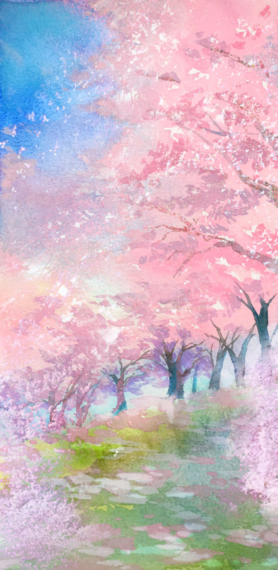 聊天背景图 微信烂漫樱花