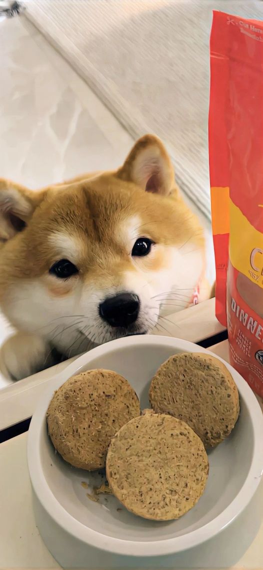 柴犬