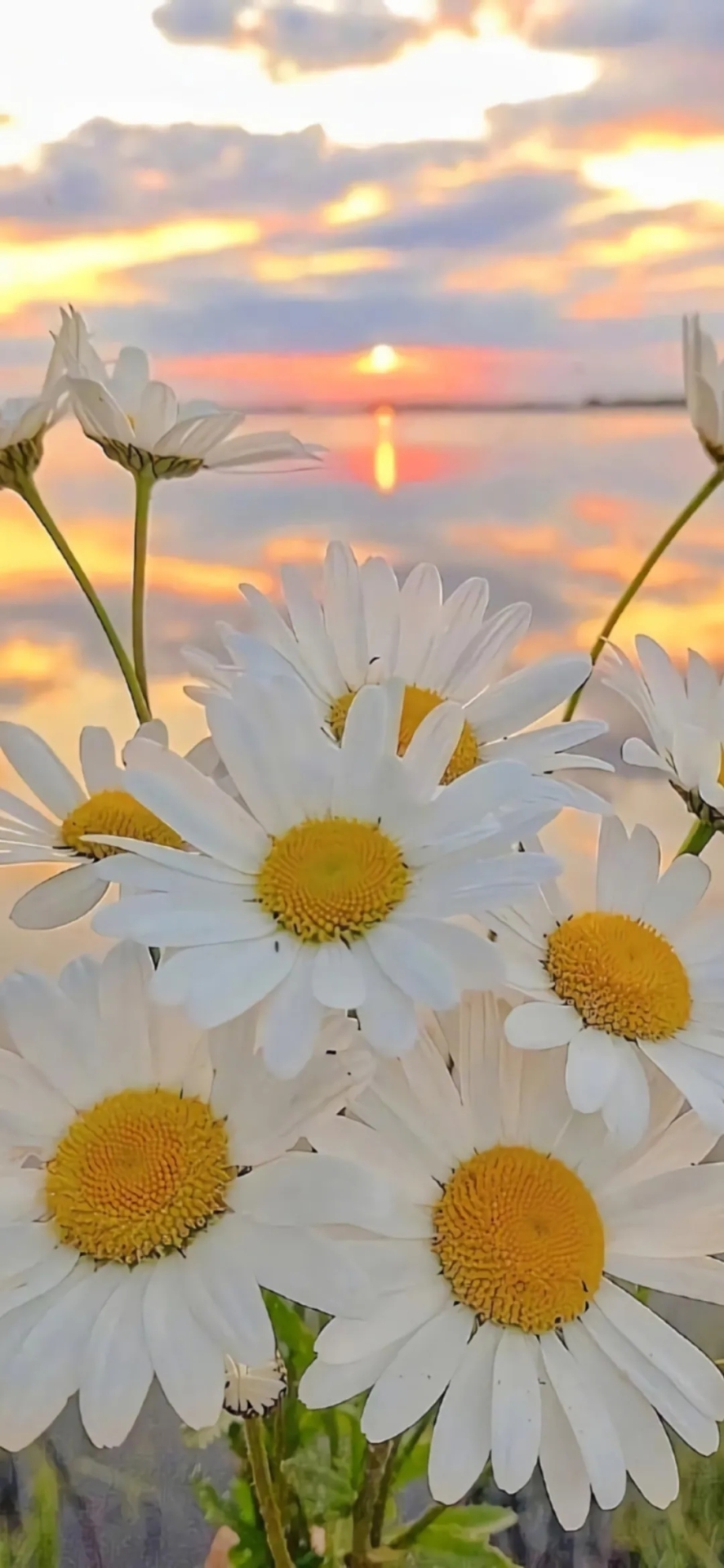 菊花微信聊天背景