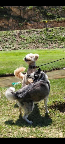萌狗