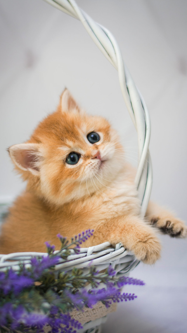 #摇篮里的小猫咪 萌