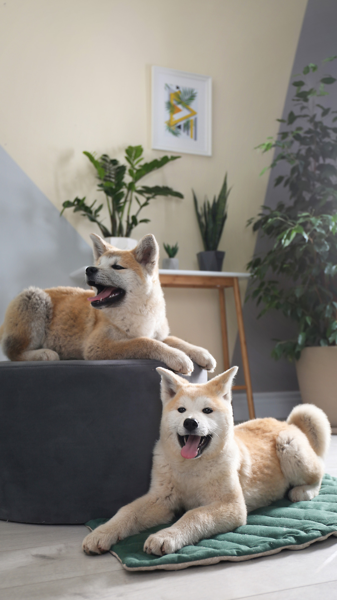 +居家的狗狗 動物 (3)