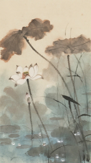 荷花16