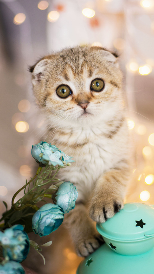 #星空背景下的猫咪 萌 (1)