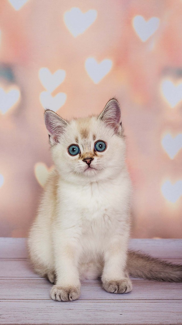#白色的猫咪 萌 (2)