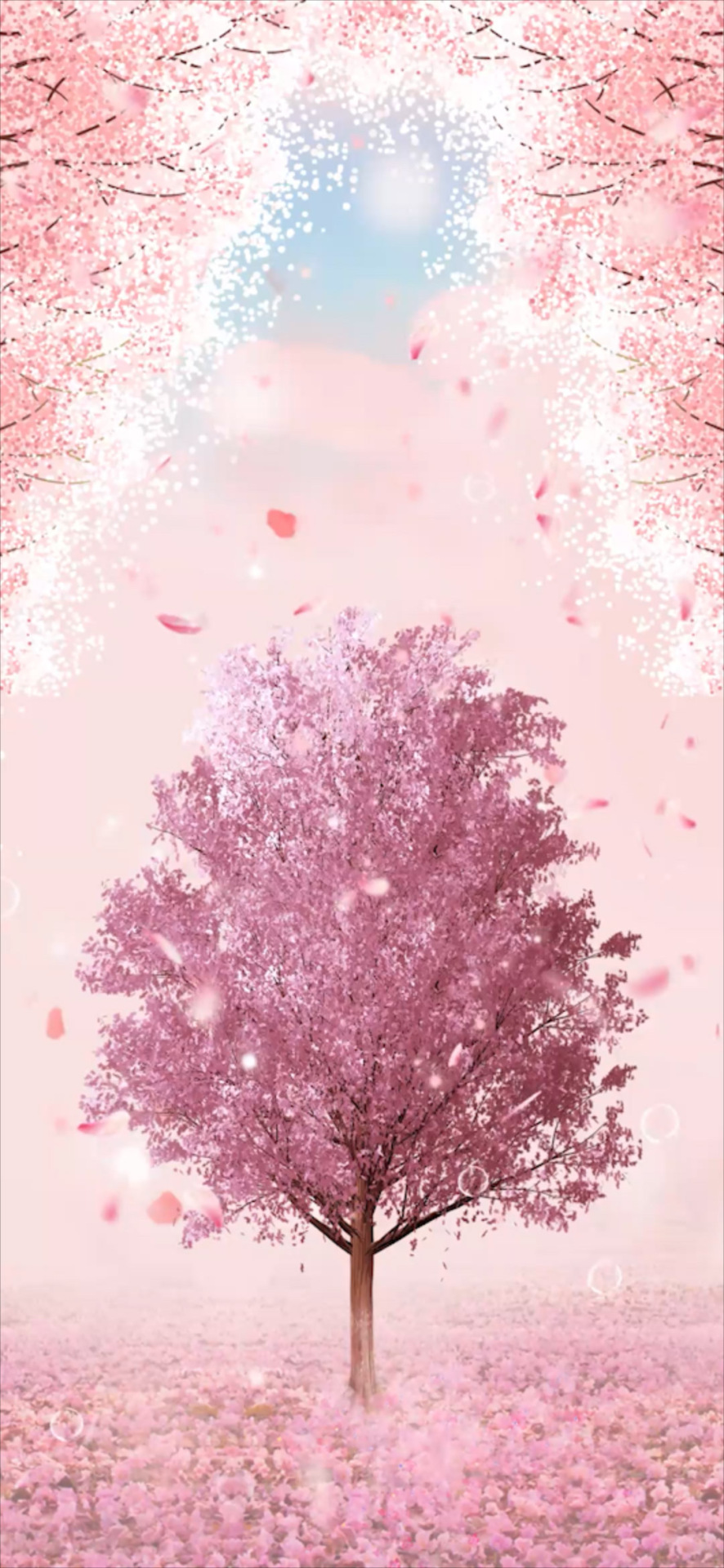 落櫻花