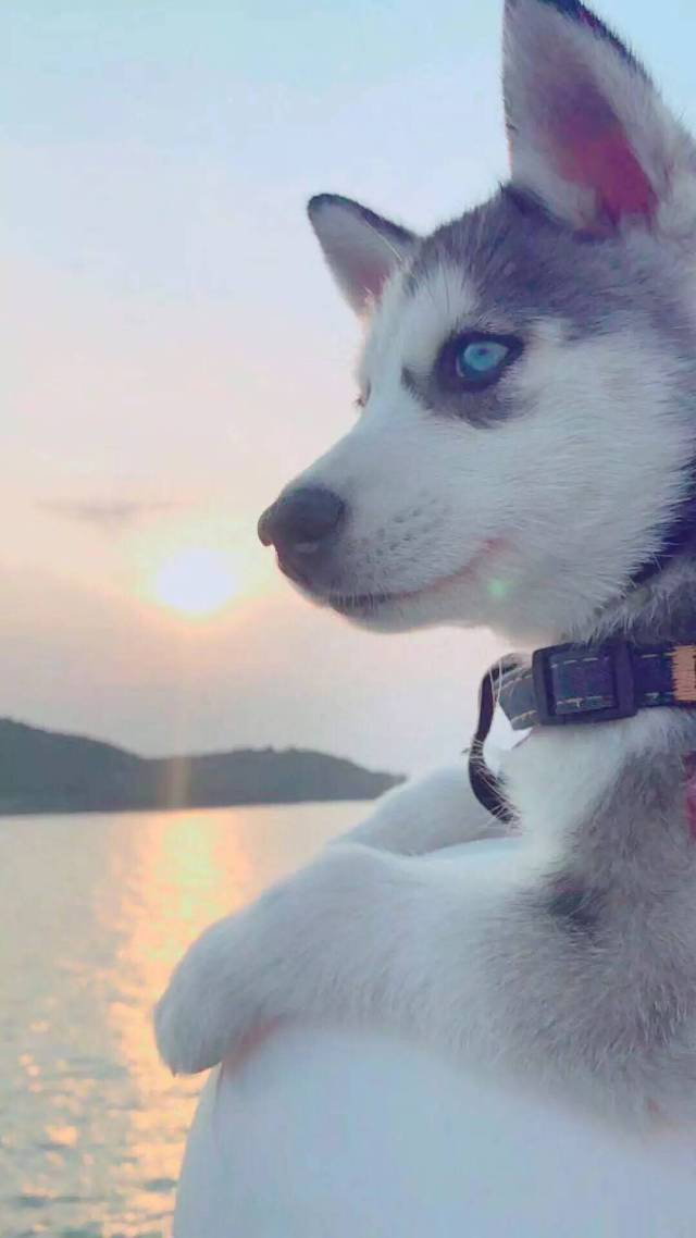 二哈
