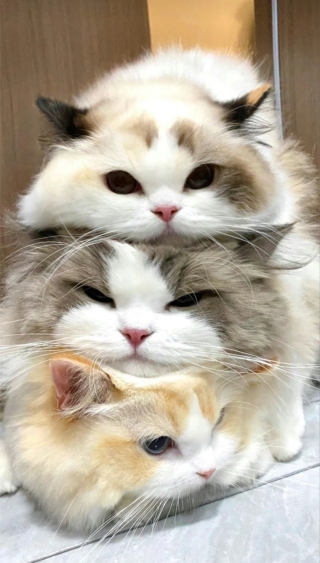 叠叠猫