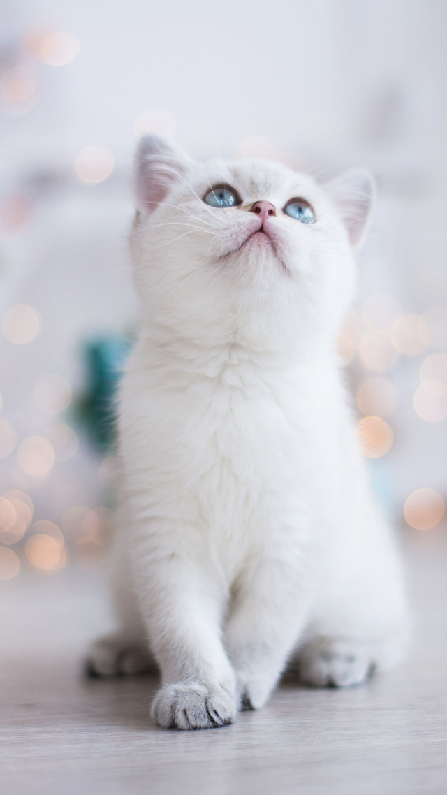 微信图片背景#白色的猫咪 萌 (1)