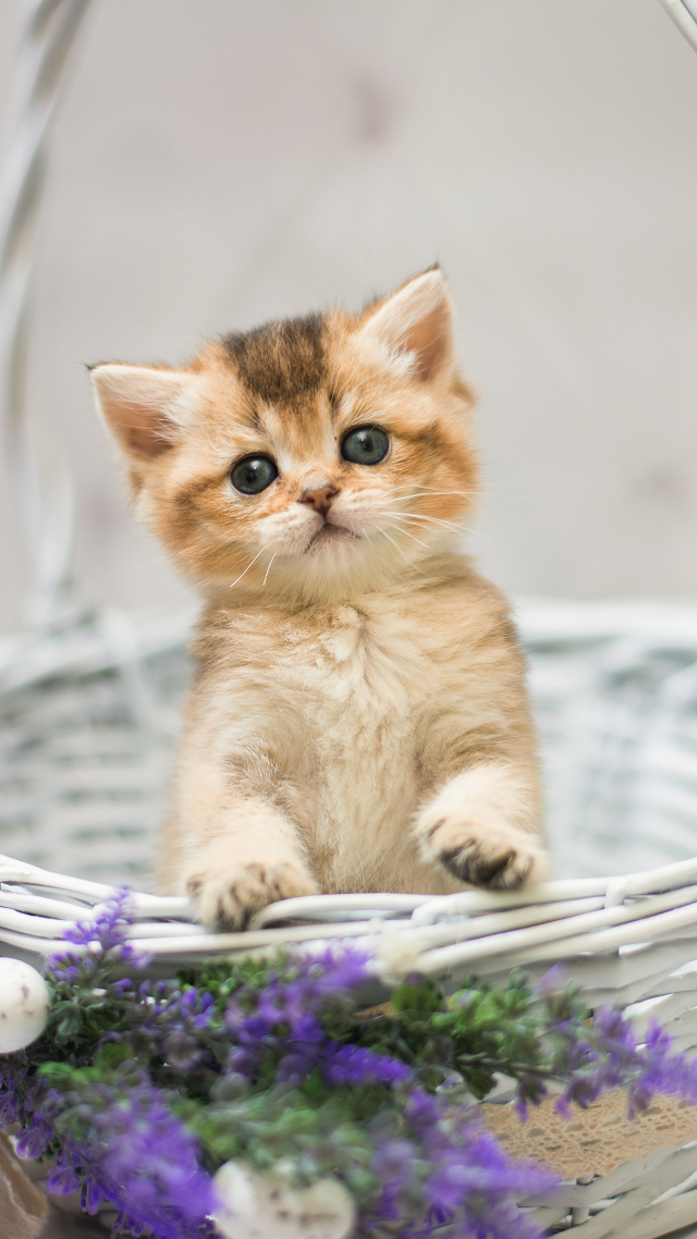 【蠢萌猫咪 可爱】手机微信背景图片